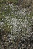 Acanthophyllum gypsophiloides
