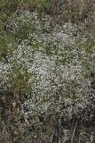 Acanthophyllum gypsophiloides. Цветущее растение. Южный Казахстан, Верхний Боролдай, ущ. Карасай, восточный гребень. 30.06.2011.