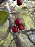 род Crataegus