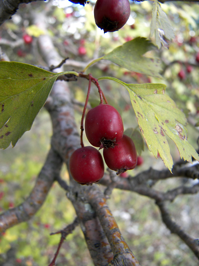 Image of genus Crataegus specimen.