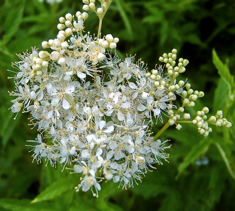 Image of Filipendula ulmaria specimen.