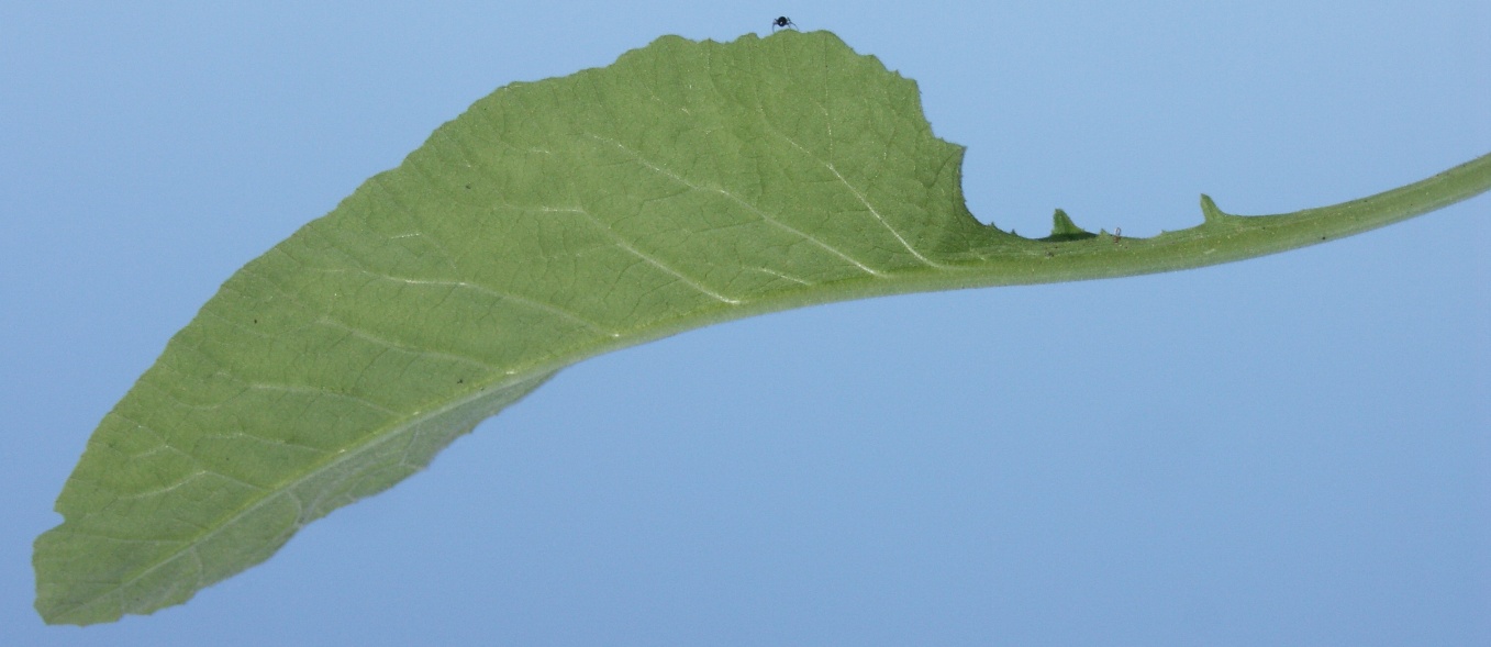 Image of Primula veris specimen.