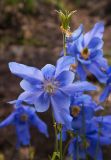 Aquilegia glandulosa. Цветок и плод. Забайкалье, хребет Кодар. 22.07.2007.