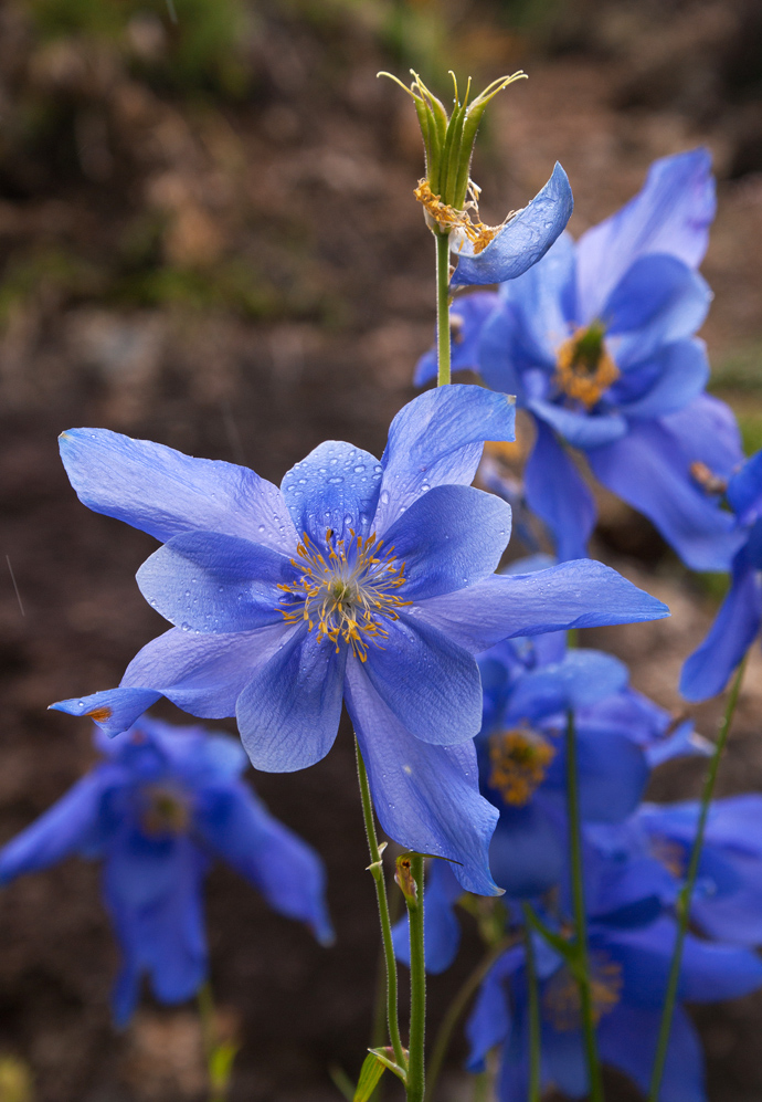 Изображение особи Aquilegia glandulosa.