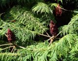 Rhus typhina f. dissecta