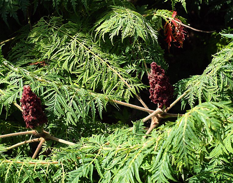 Изображение особи Rhus typhina f. dissecta.