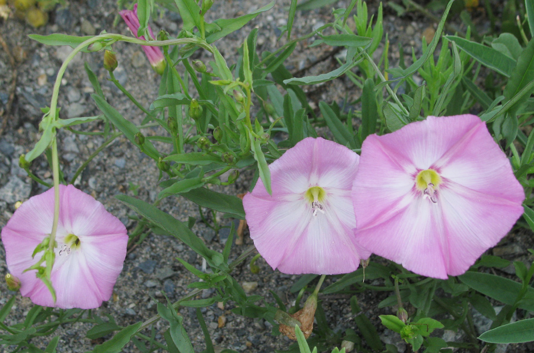 Image of Convolvulus chinensis specimen.