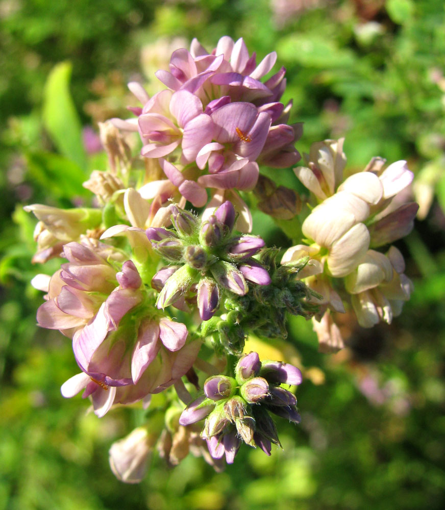 Image of Medicago &times; varia specimen.