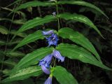 Gentiana asclepiadea. Часть цветущего побега. Украина, Закарпатская обл., Раховский р-н, 700 м н.у.м., в смешанном лесу. 28 августа 2008 г.
