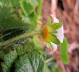 Potentilla sterilis