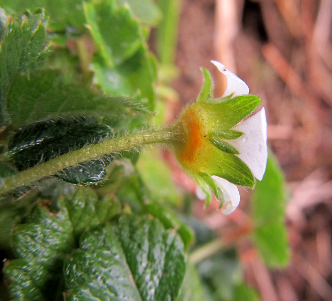 Image of Potentilla sterilis specimen.