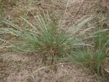 Festuca trachyphylla