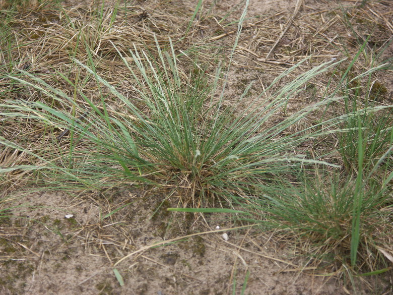 Изображение особи Festuca trachyphylla.