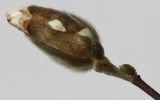 Image of taxon representative. Author is Валерий Куделя