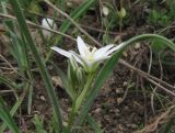 Ornithogalum fimbriatum. Цветущее растение. Крым, Симферополь, Марьино, степной склон. 14 апреля 2012 г.