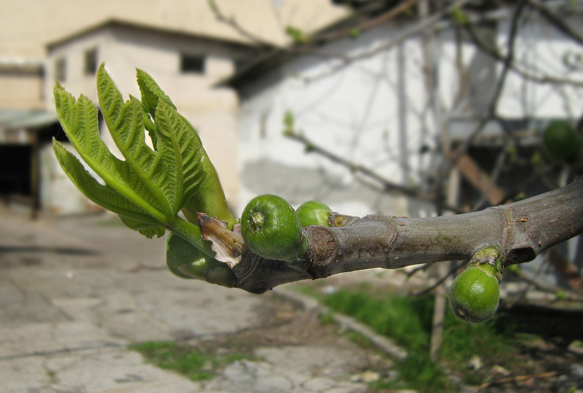 Image of Ficus carica specimen.