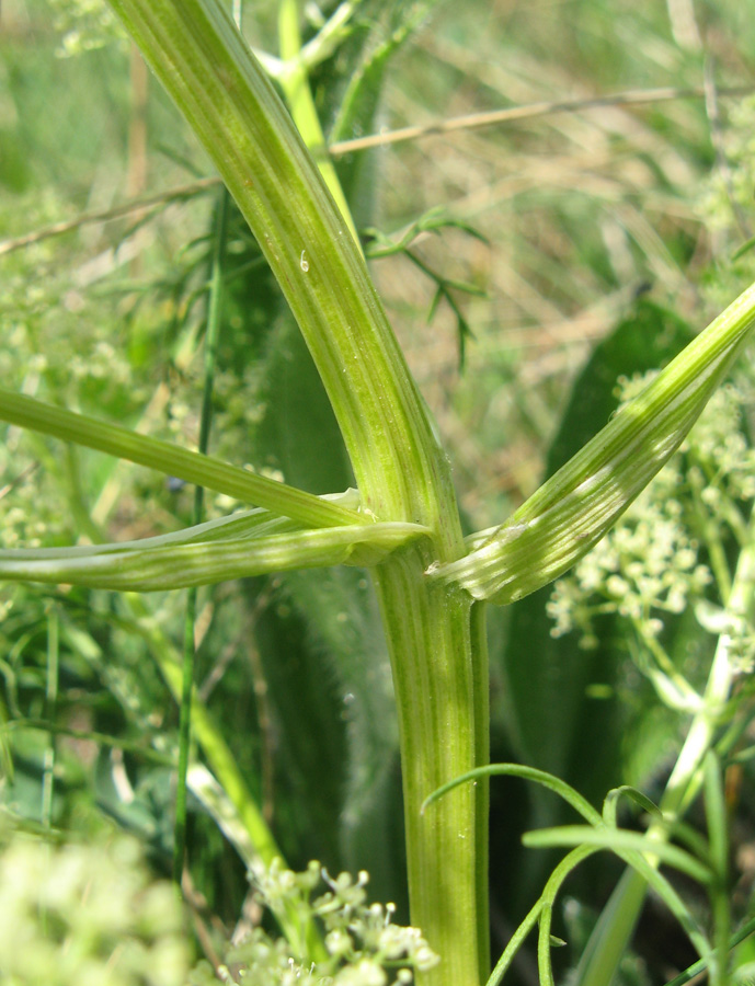 Image of Trinia glauca specimen.