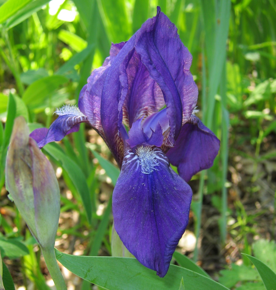 Image of Iris aphylla specimen.
