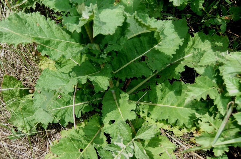 Изображение особи Verbascum pyramidatum.