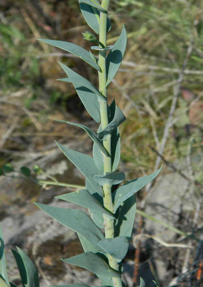 Изображение особи Linaria genistifolia.