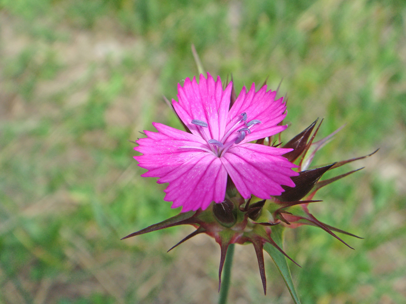 Image of Dianthus capitatus specimen.