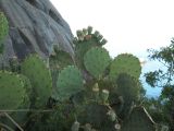 Opuntia подвид lindheimeri