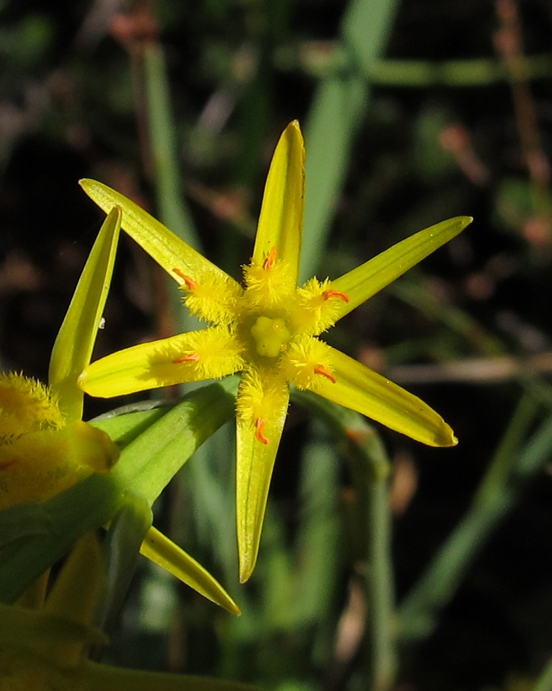 Image of Narthecium ossifragum specimen.