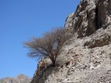 Vachellia tortilis