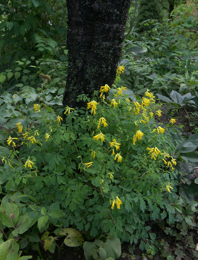 Image of Pseudo-fumaria lutea specimen.