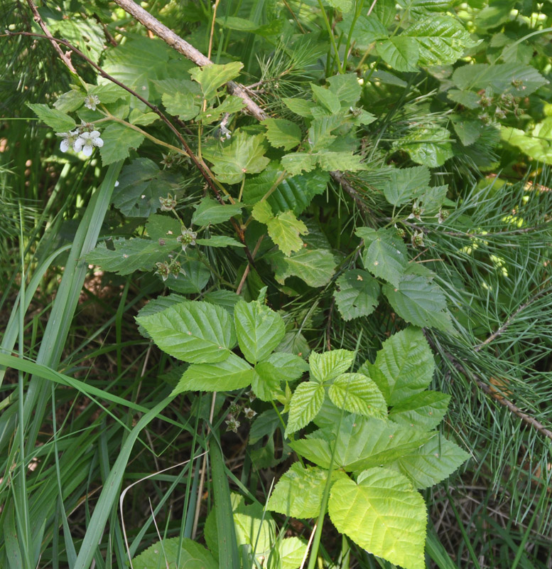 Image of Rubus nessensis specimen.