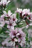 Amygdalus spinosissima. Соцветия. Южный Казахстан, правый берег каньона Машат. 14.04.2012.