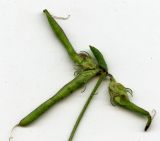 Lotus corniculatus. Соплодие (сканированный образец). Курская обл., г. Железногорск, ур. Опажье. 6 августа 2007 г.