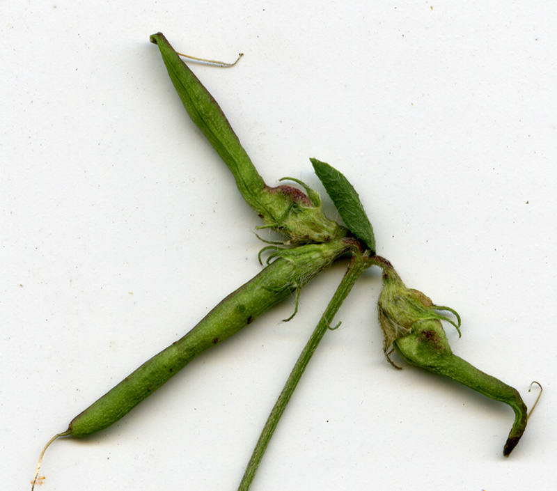 Image of Lotus corniculatus specimen.