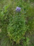 Aconitum nasutum. Цветущее растение. Кабардино-Балкария, Зольский р-н, долина Джилы-Су. 27.07.2012.