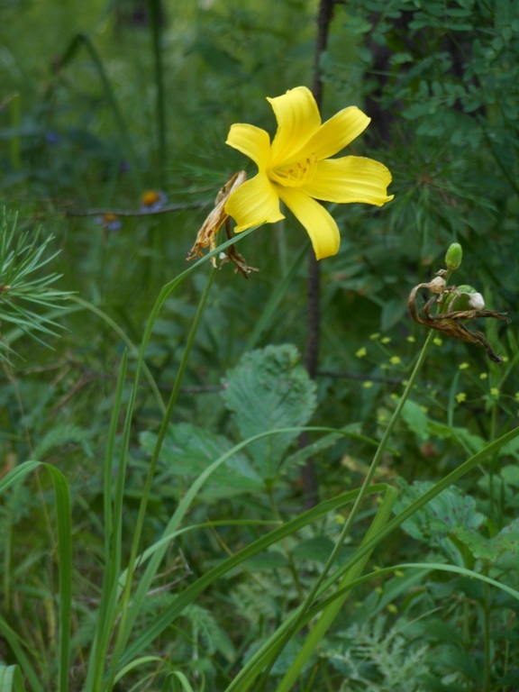 Image of Hemerocallis minor specimen.