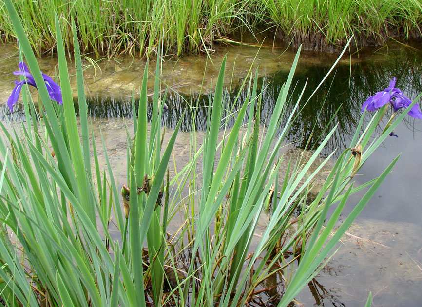 Image of Iris laevigata specimen.