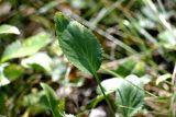 Eryngium planum