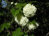 Viburnum форма roseum