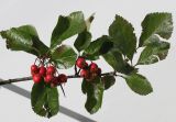 род Crataegus. Верхушка ветки с плодами. Германия, г. Кемпен, в парке. 19.09.2012.