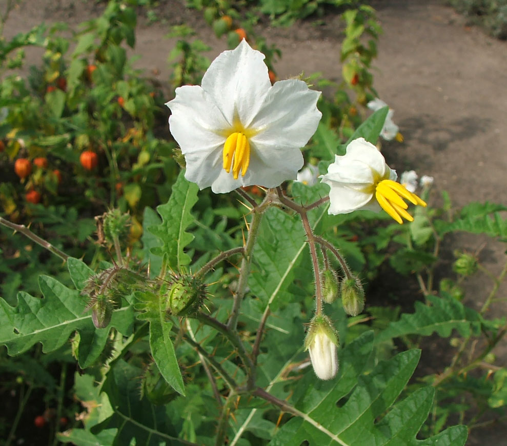 Изображение особи Solanum sisymbriifolium.