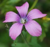 Linum hypericifolium. Цветок. Адыгея, окр. плато Лагонаки, ≈ 1900 м н.у.м., субальпийский луг. 17.08.2008.