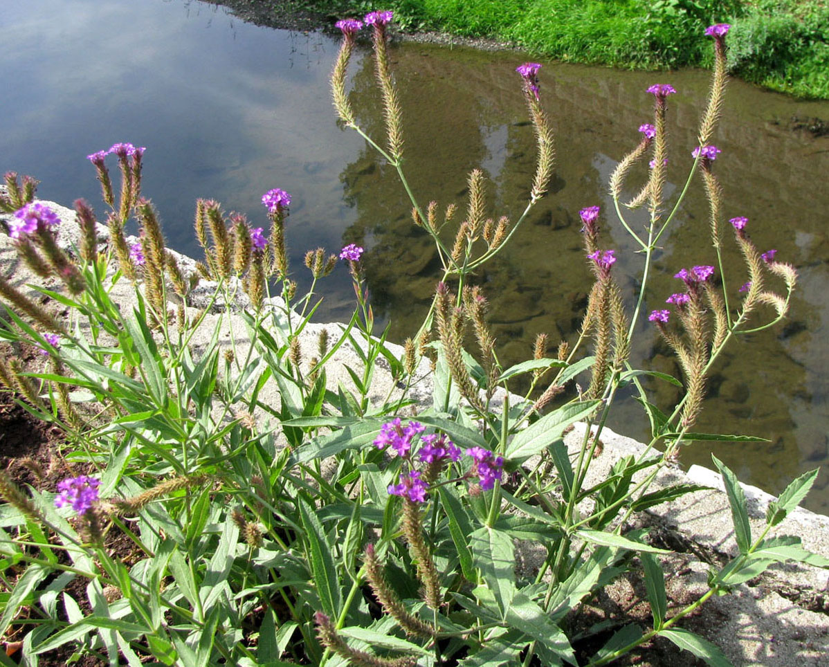 Изображение особи Verbena rigida.