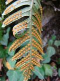 Polypodium vulgare