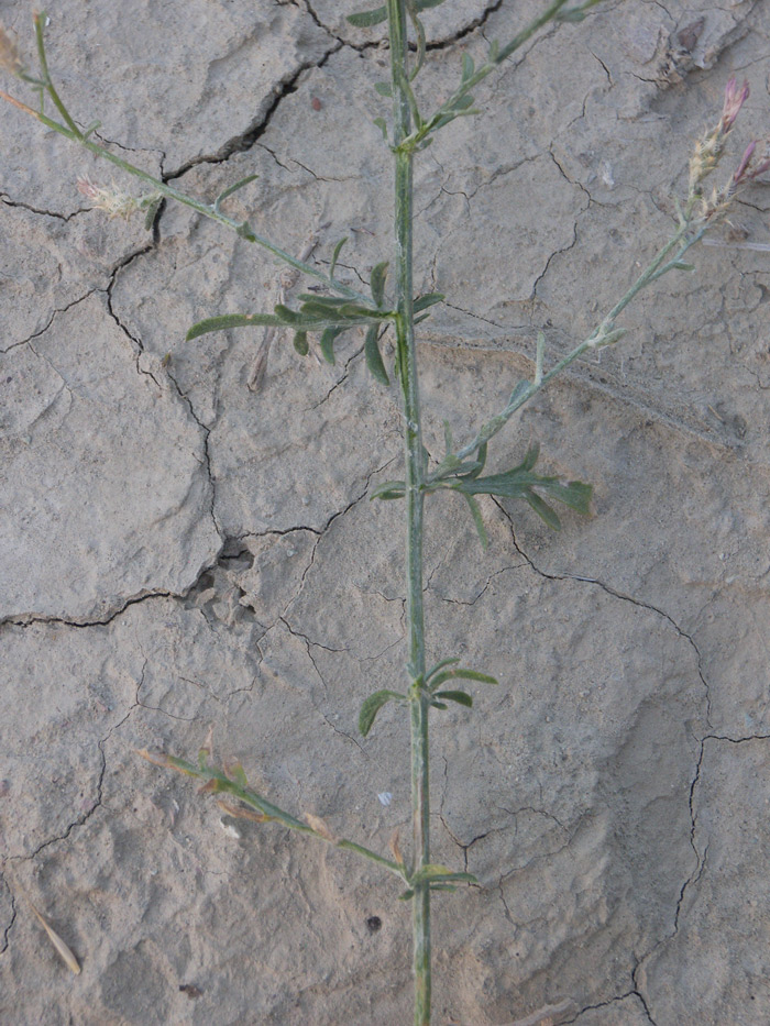 Image of Centaurea caspia specimen.