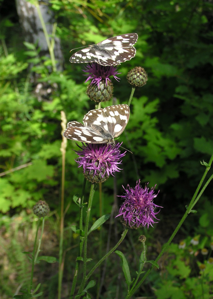 Image of Centaurea scabiosa specimen.