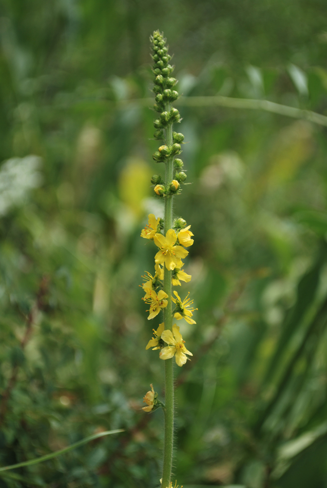 Image of Agrimonia asiatica specimen.