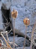 Tulipa agenensis. Высохшие верхушки побегов с вызревшими вскрывшимися плодами. Israel, Mount Carmel. 04.10.2006.