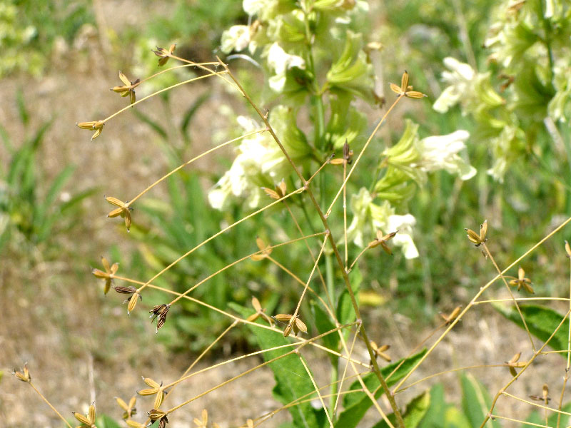 Image of Thalictrum isopyroides specimen.