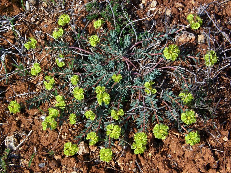 Изображение особи Euphorbia petrophila.