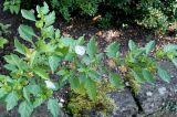 Nicandra physalodes